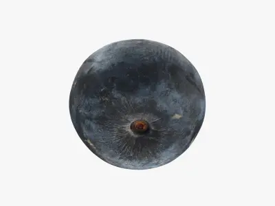 Blueberry - 3D Scanned Collection 3D model