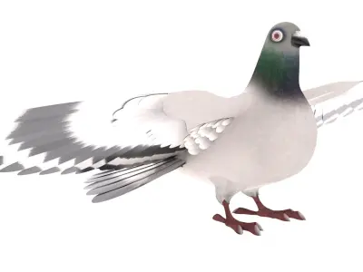 Pigeon 3D Model with wings spread 3D model