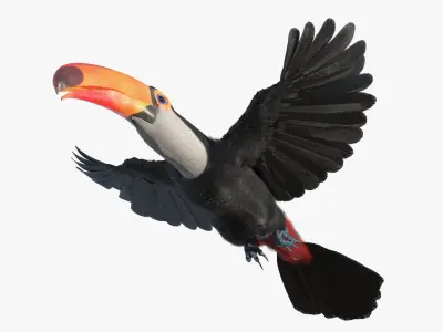  Tropical Toucan in Flight 