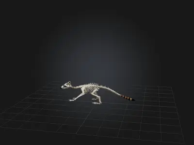Realistic Raccoon Skeleton Model Low-poly 3D model