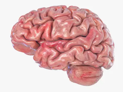 Brain 3D model purchase