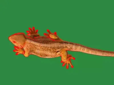 Inland Bearded Dragon Lizard Free low-poly 3D model