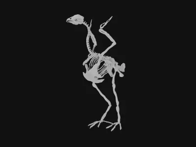 Turkey skeleton 3D model