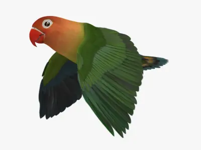 Agapornis Fischeri "Fischer's Lovebird" 3D model