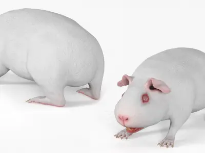  Albino Guinea Pig Red Eyes and Short Hair White 