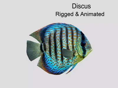 Discus  Realistic Animated Low-poly 3D model purchase
