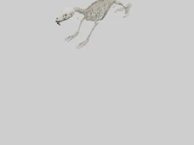 Sea Lion Skeleton model 3D model