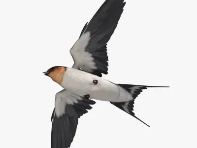 Hirundo Rustica 'Barn Swallow' 3D model