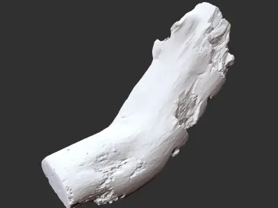 Tree trunk 3d scan in highpoly 3D model