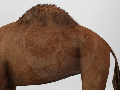 Camel - Rigged - Animated Low-poly 3D model