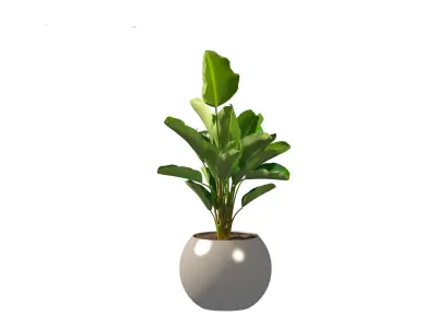 Strelitzia nicolai - Natal wild banana Tree 3D model