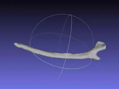 Psittacosaurus Left Dorsal Rib 1 Free 3D print model