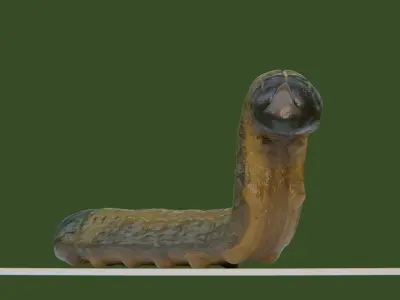 Young Fall Armyworm Low-poly 3D model