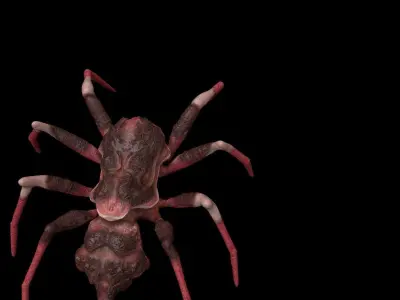 red spider columbias Low-poly 3D model