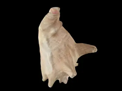 Strombus gigas queen conch shell scan 3D model