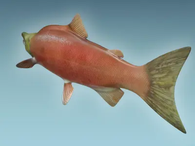Salmon Fish 3D model 2