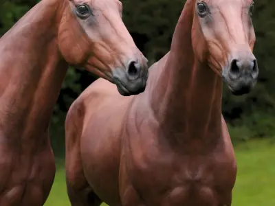  Horse Brown  purchase