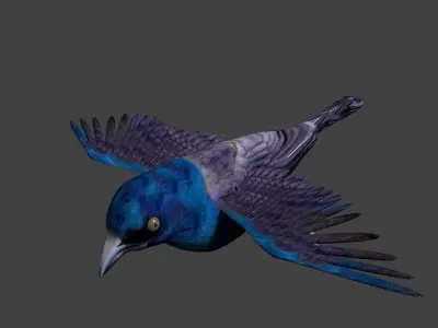 common grackle animated 3D model