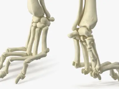  Anatomical Skeleton Left Forelimb of Dog 