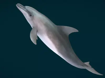 Bottlenose Dolphin Animated Low-poly 3D model