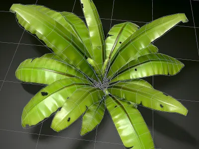3D bird nest fern Low-poly 3D model