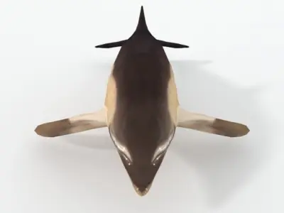 Dolphin Listed Low-poly 3D model