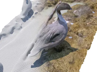 Bird display 2 3D model