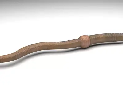 Earthworm 3D model purchase