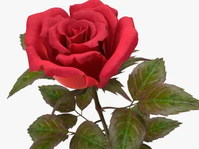 rose red_v_2 3D model