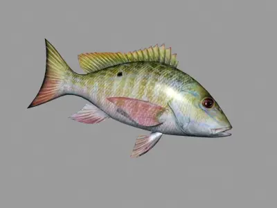 Fish Lane Snapper Low-poly 3D model