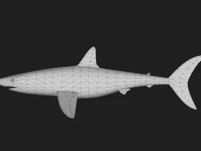 Shark Low-poly 3D model 33