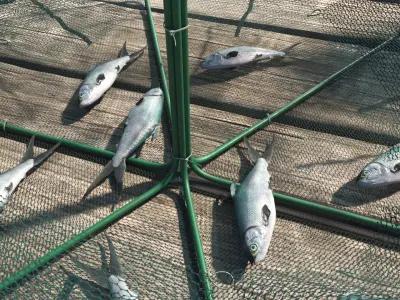 Mesh Fishing Trap with Fish Inside 3D model