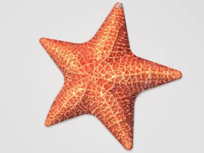 Starfish 3D model purchase