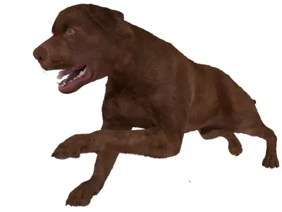 Running Brown Retriever Dog Fur Animated Rigged for Cinema 4D 3D model purchase