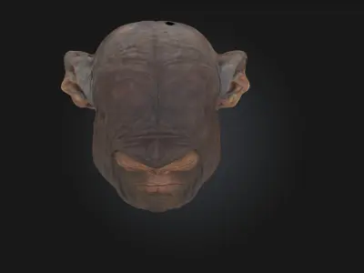 Contemplative Chimpanzee Realistic Primate Model 3D model