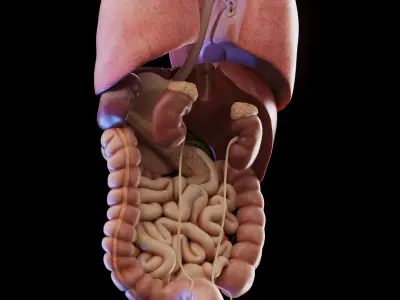 Human Male Organs 3D model