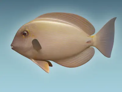 Anglefish 10 3D model