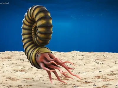 Ammonite 3D model purchase