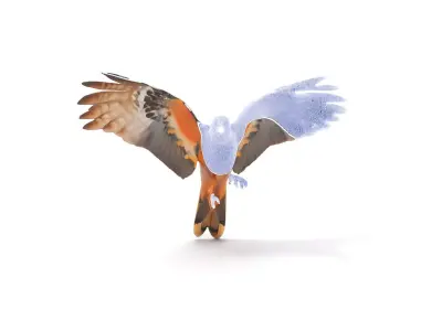 Elegant Falcon model pack Low-poly 3D model
