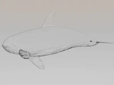Killer Whale 3D model