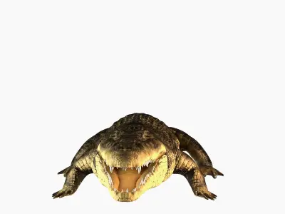 Crocodile alligator 3D model