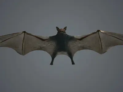 dark bat animated  rigg mammal bird flying vampire  3D model