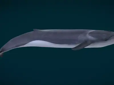  Fin Whale Animated Low-poly 3D model