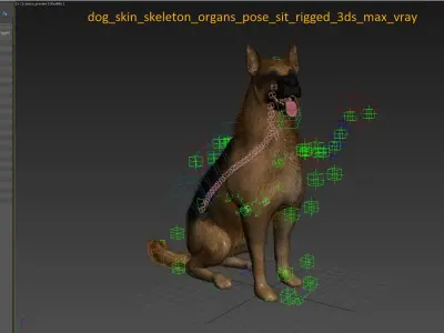 Dog Skin, Skeleton And Organs Animated 3D model