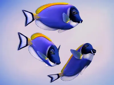 Acanthurus Leucosternon Low-poly 3D model