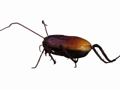Home Cockroach Low-poly 3D model