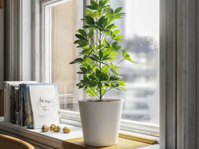  Dwarf Umbrella Tree Potted Plant Model  purchase