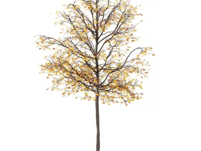Mountain Ash Tree 04 3D model