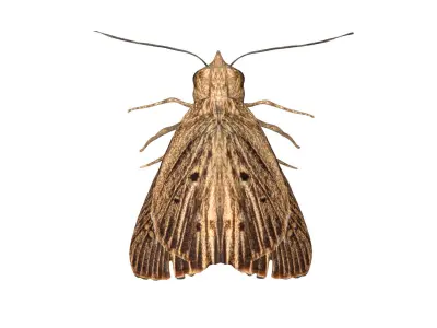 Moth butterfly Low-poly 3D model
