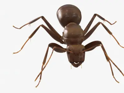 4K Lifelike Ant Low-poly 3D model